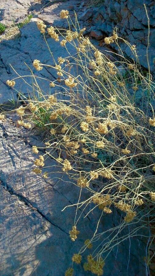 Helichrysum ambiguum habit