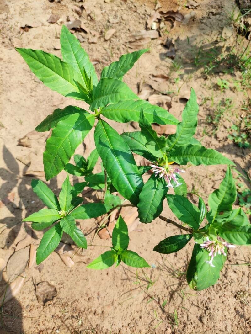 Rauvolfia serpentina leaf