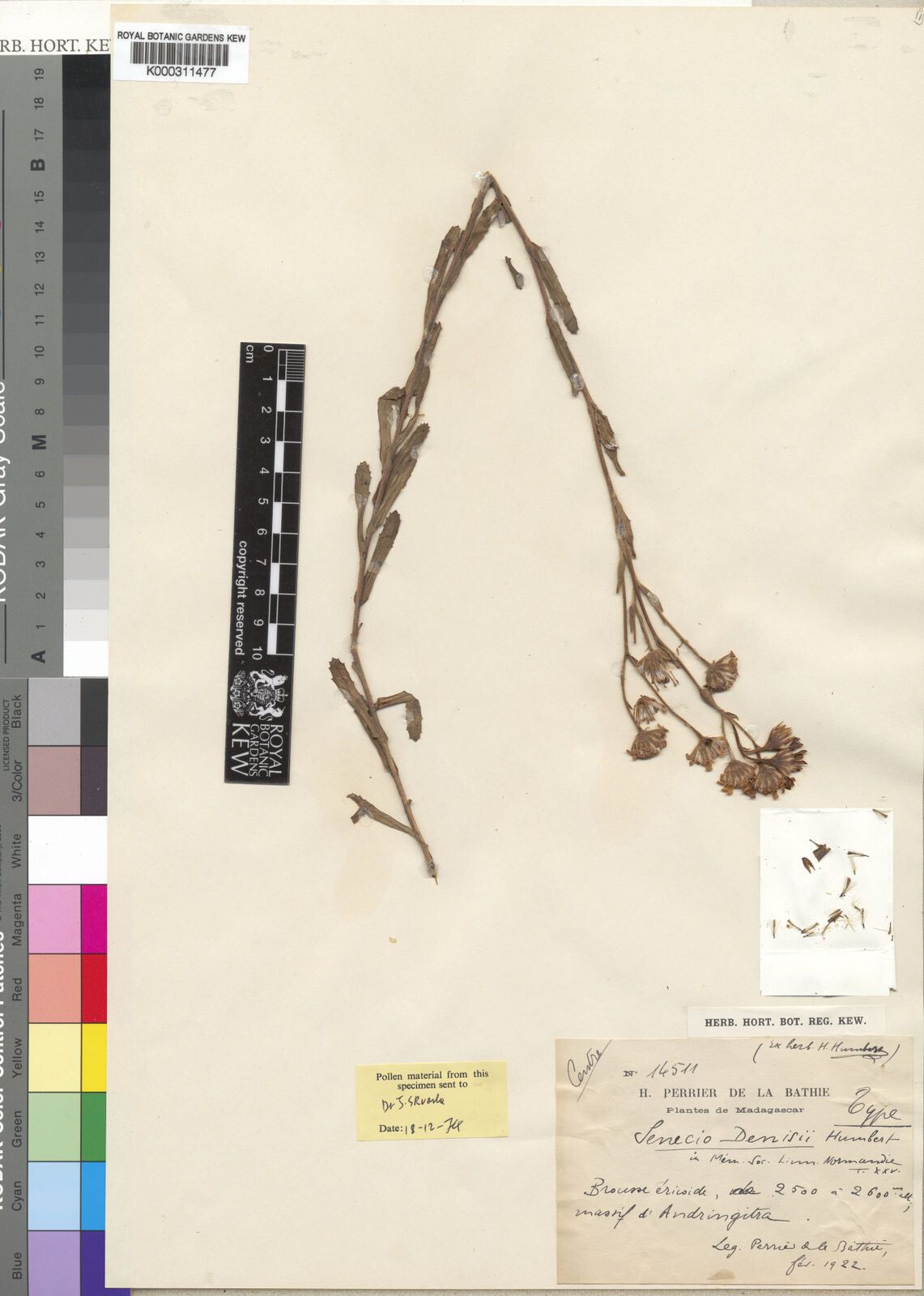 Senecio denisii — houseplant care guide