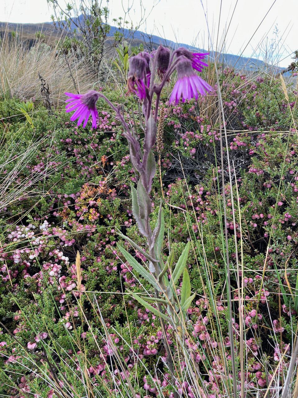 Senecio wedglacialis habit