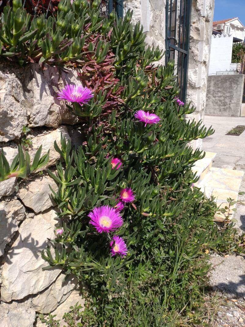 Carpobrotus glaucescens flower