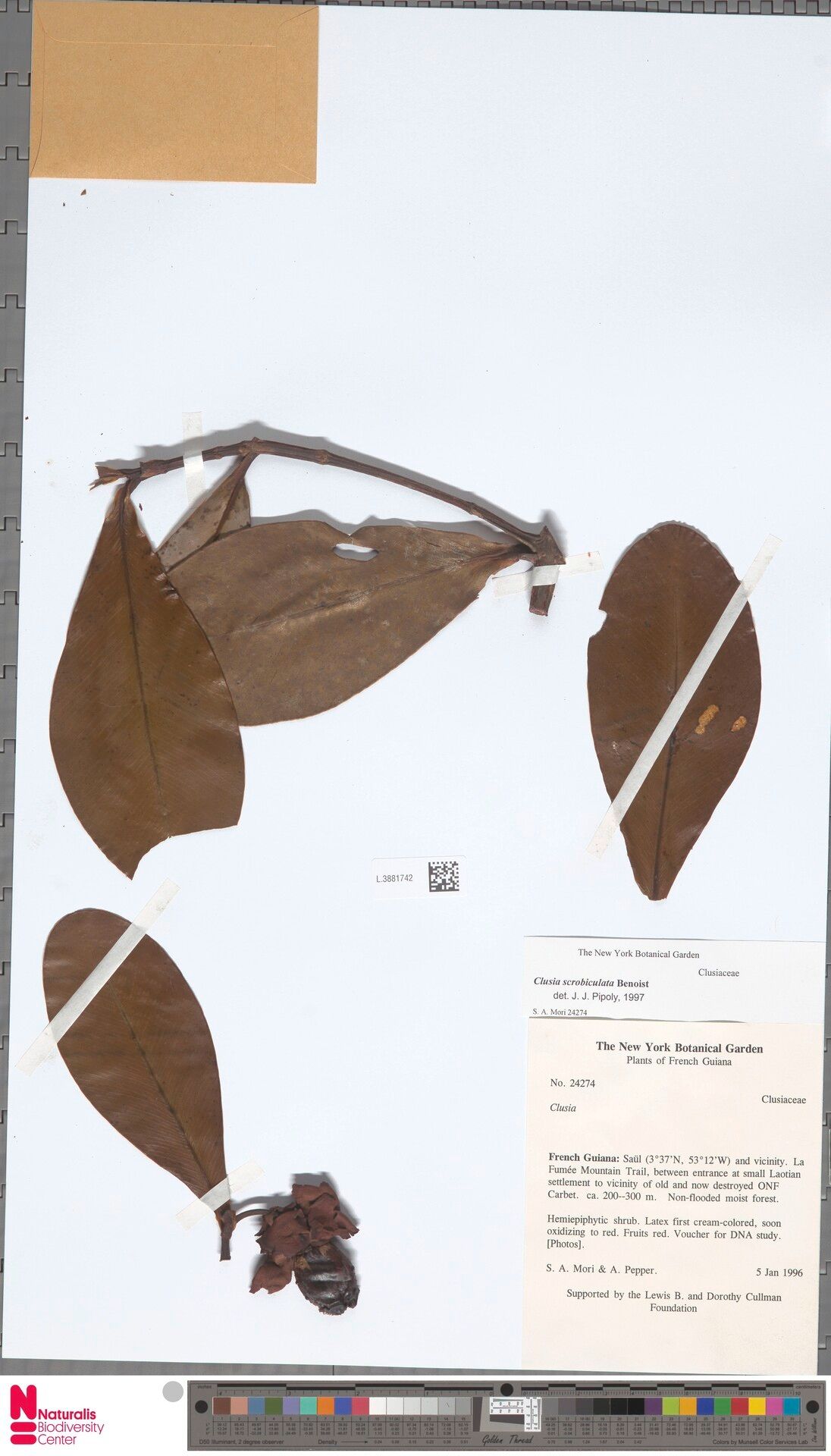 Clusia scrobiculata leaf