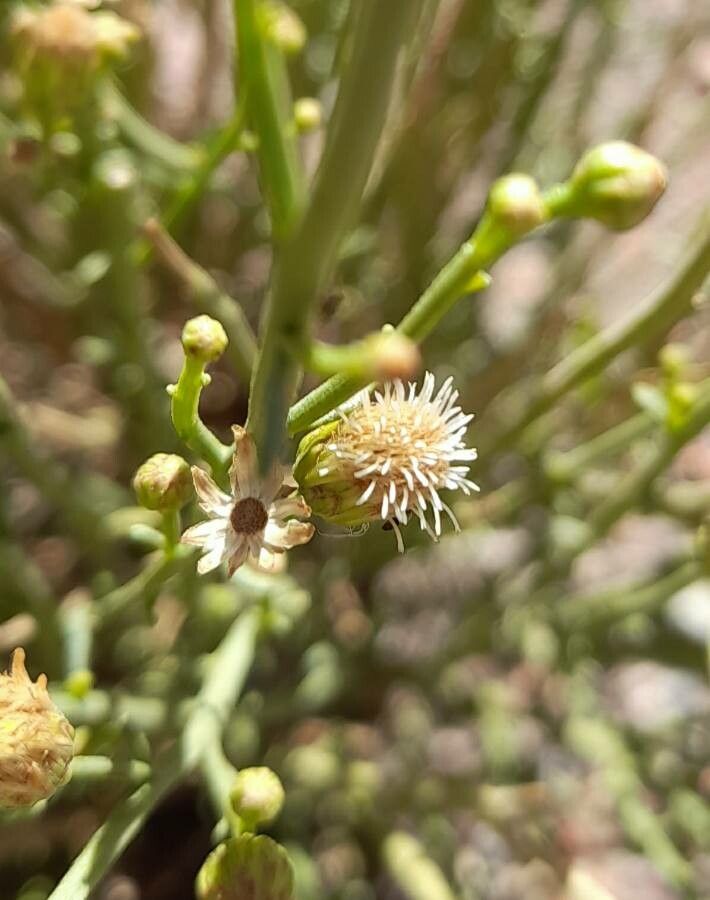 Baccharis spartioides flower