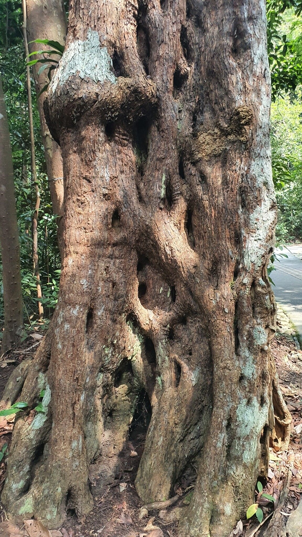 Adina eurhyncha — related species from the same genus