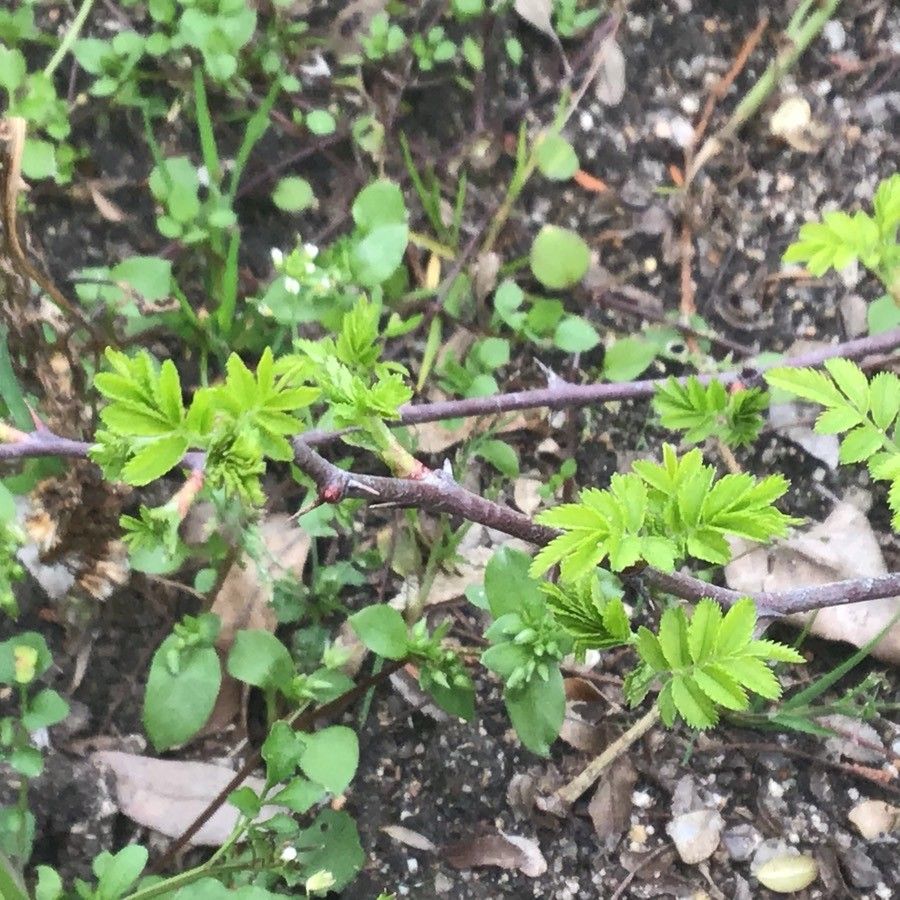 Rosa roxburghii — search result for 'Rosa'