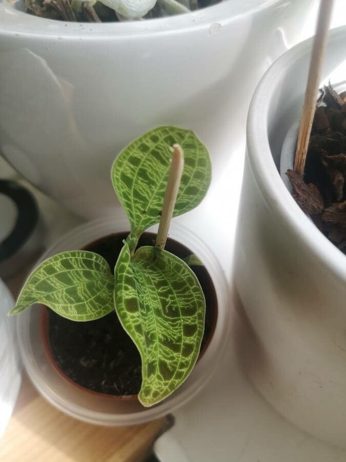 Anoectochilus imitans leaf