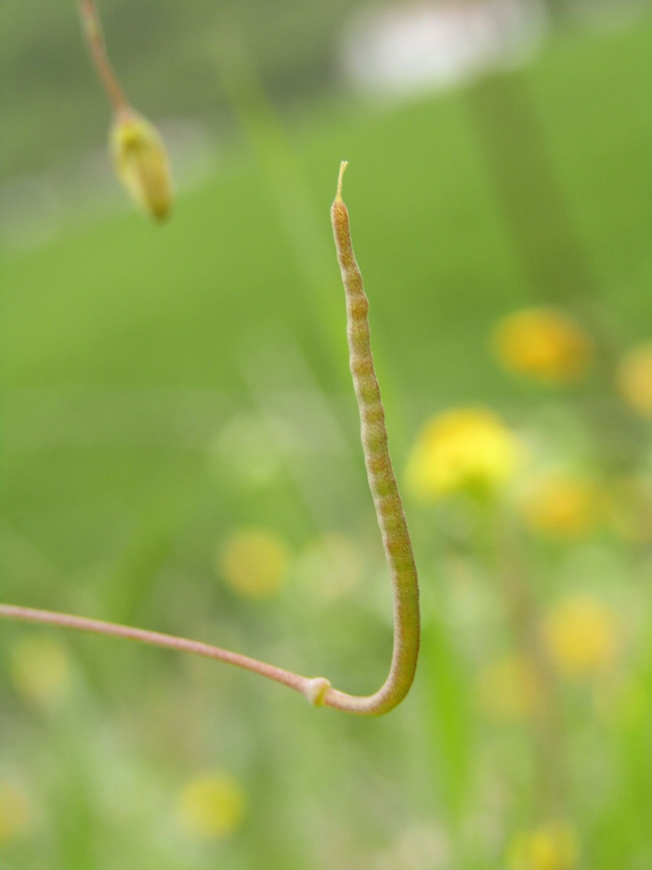 Hypecoum imberbe fruit