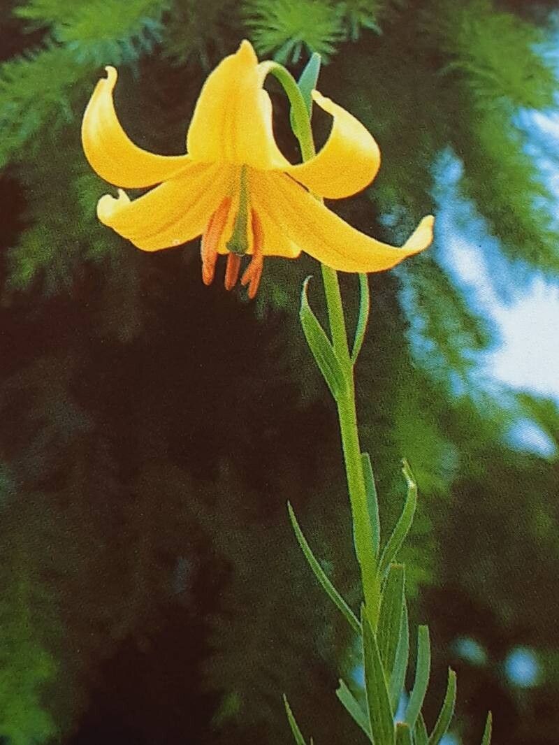 Lilium rhodopeum — houseplant care guide