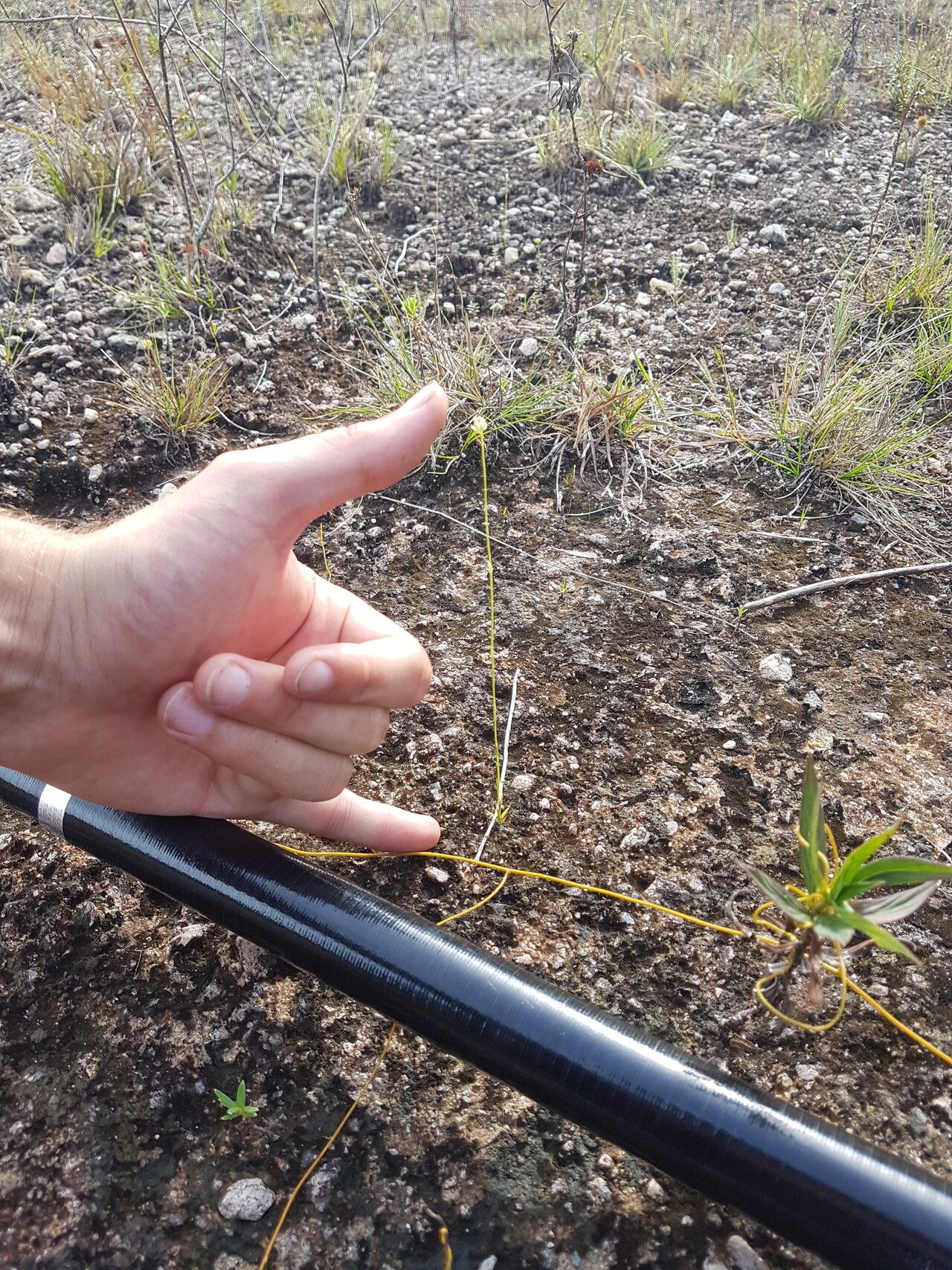 Burmannia capitata habit