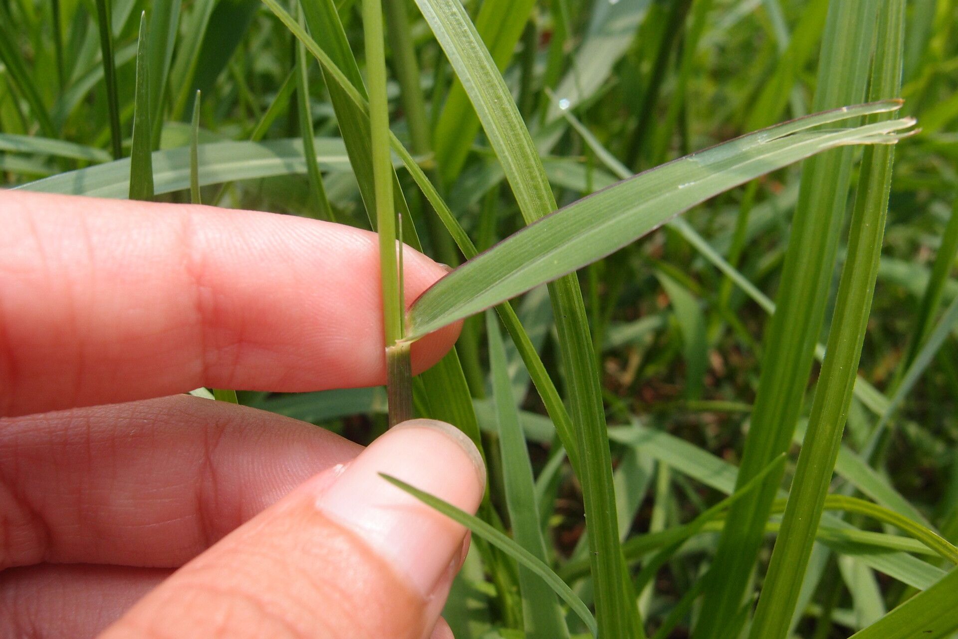 Eriochloa procera — related species from the same genus