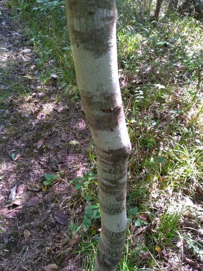 Frangula caroliniana bark