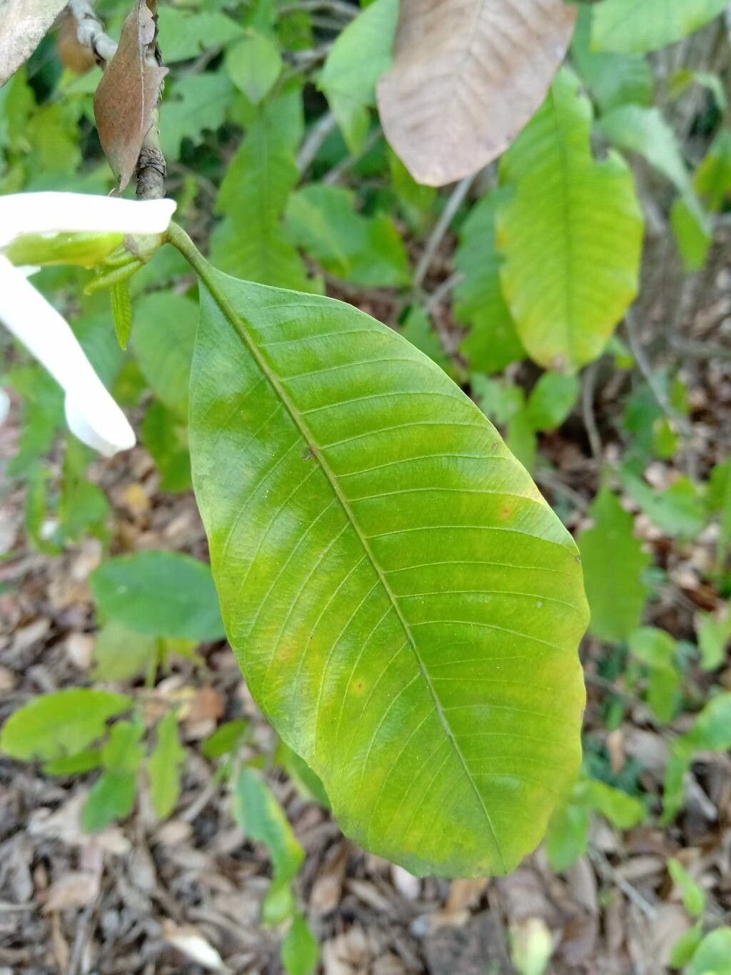 Gardenia resinifera — search result for 'Gardenia'