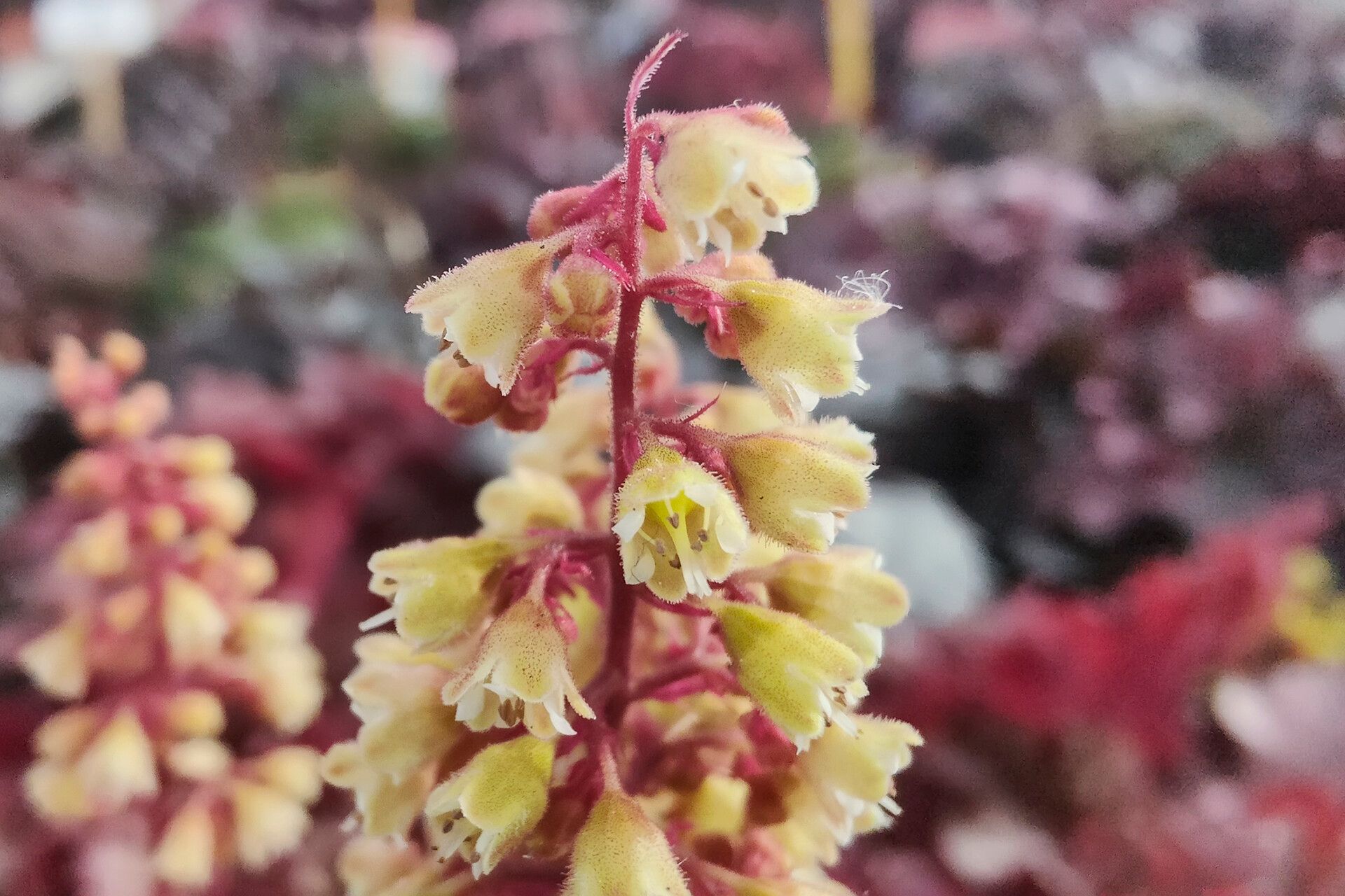 Heuchera longiflora flower