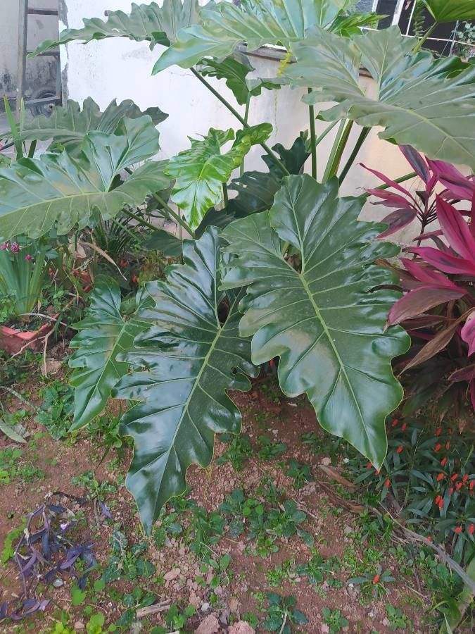 Philodendron speciosum — search result for 'Thaumatophyllum'