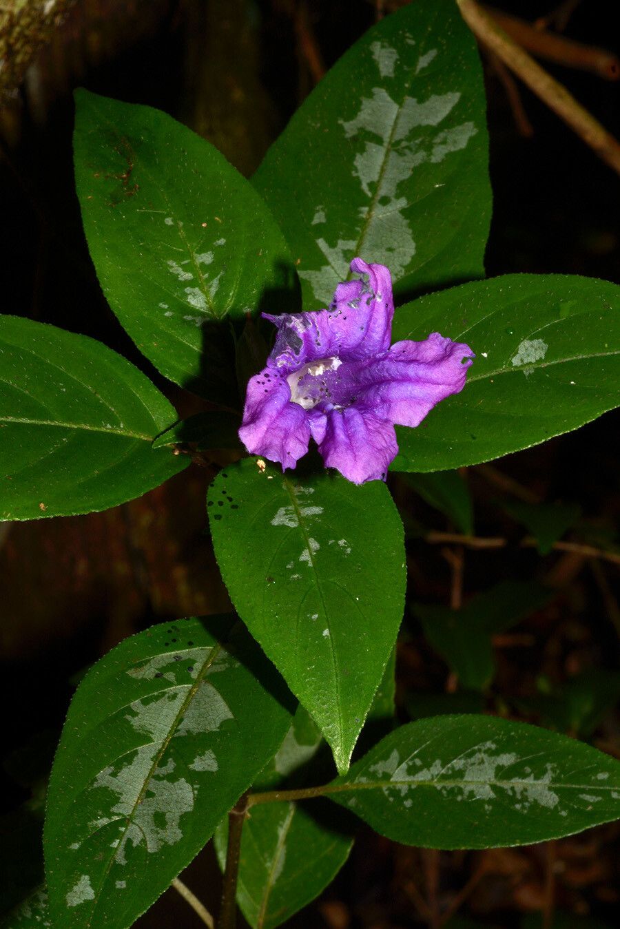 Ruellia cyanea flower