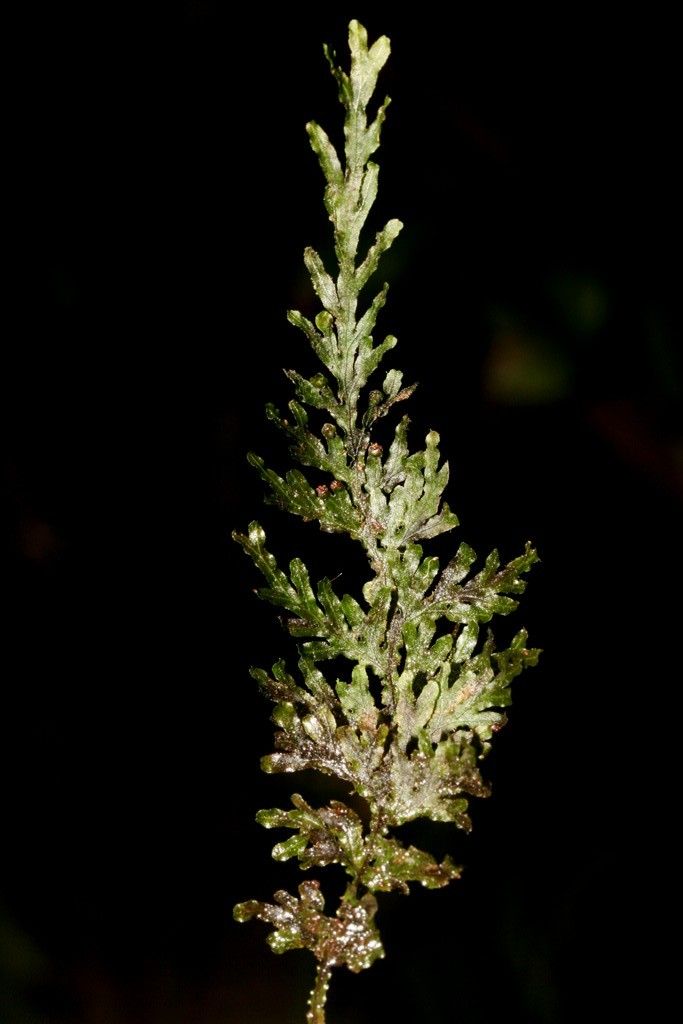 Hymenophyllum javanicum fruit