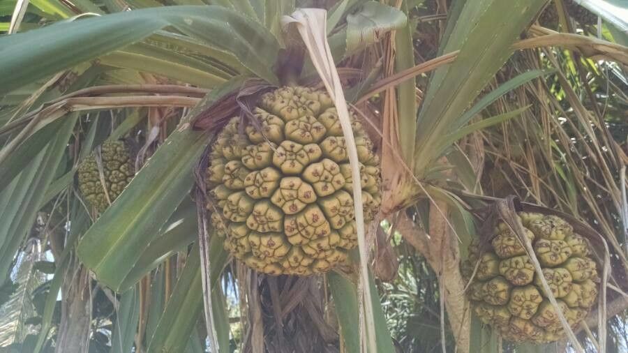 Pandanus utilis fruit