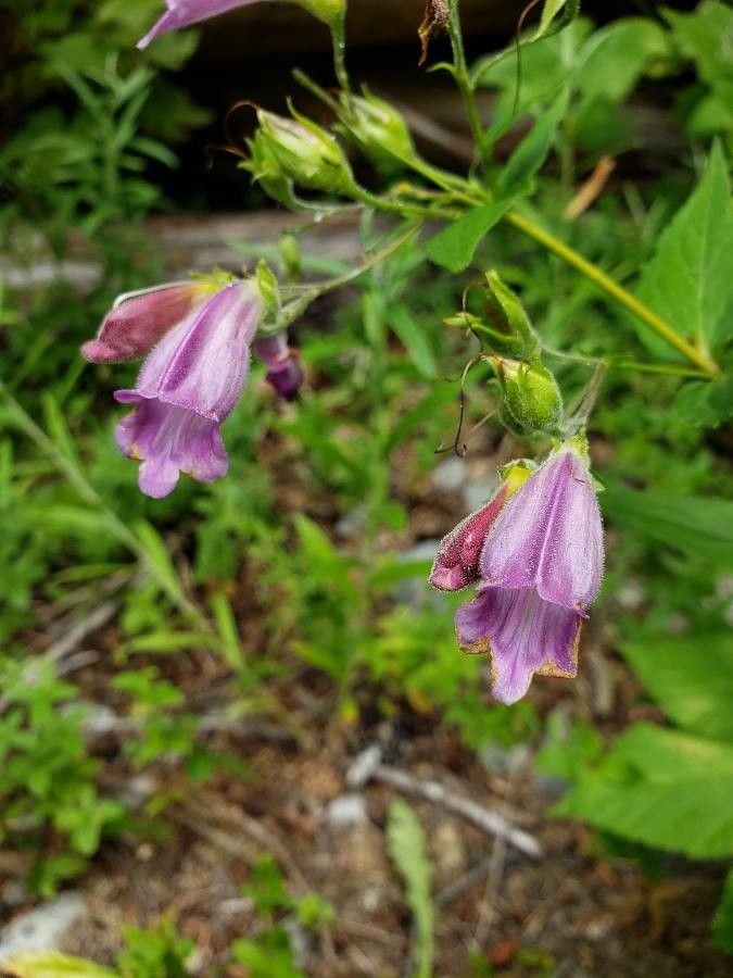 Nothochelone nemorosa flower