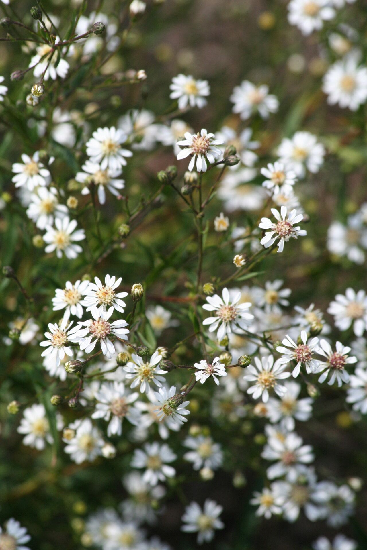 Symphyotrichum tradescantii flower