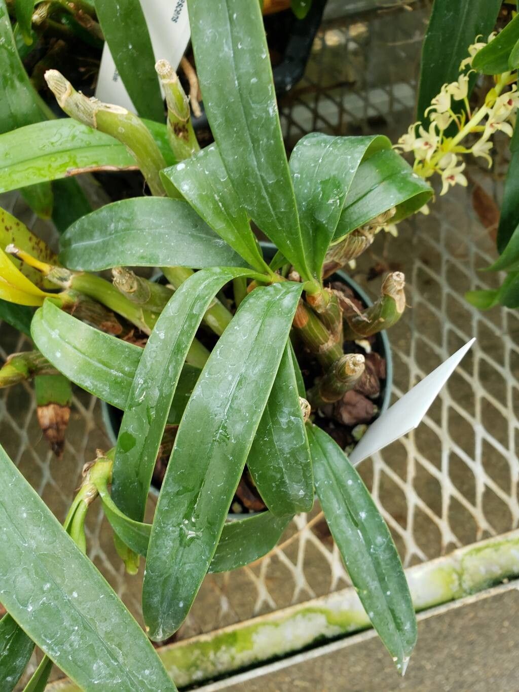 Pinalia bractescens — related species from the same genus