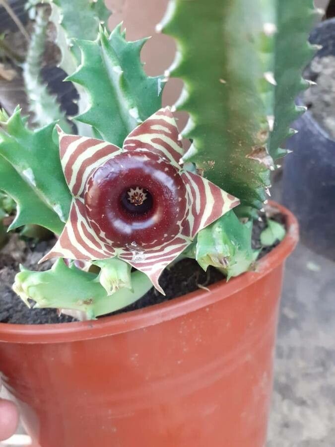 Huernia confusa leaf