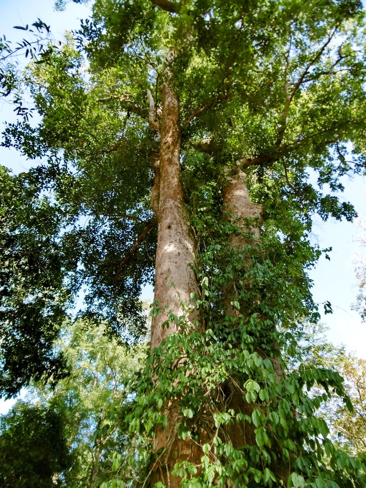Irvingia malayana habit