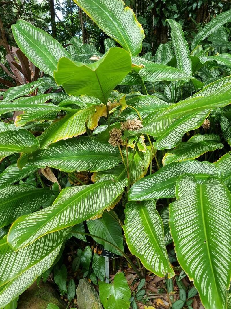 Calathea majestica habit