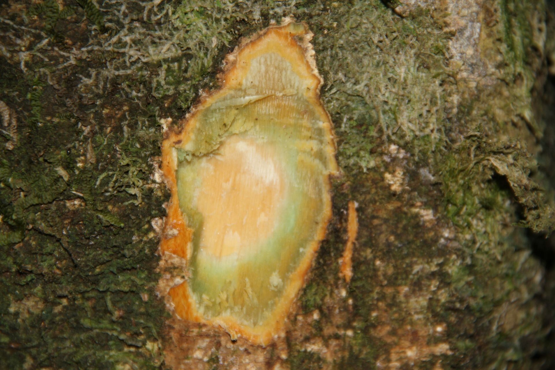 Hybanthus austrocaledonicus bark