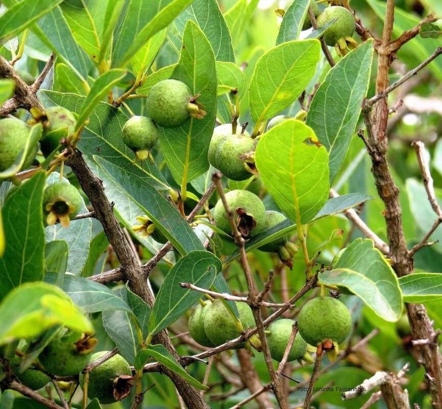 Campomanesia adamantium fruit