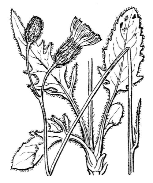Hieracium caesioides other