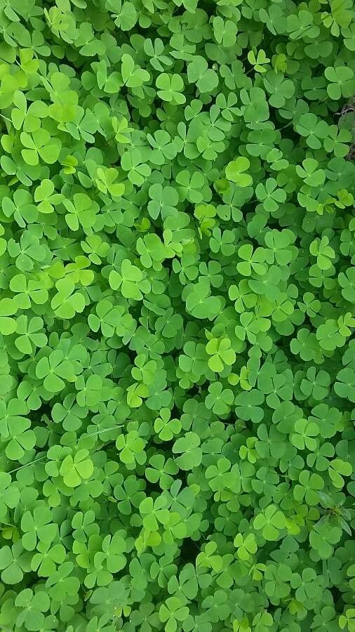 Marsilea quadrifolia — houseplant care guide
