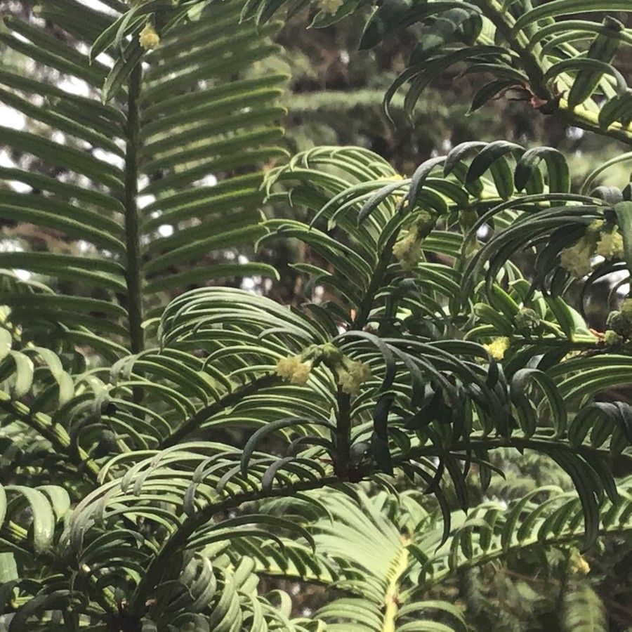 Cephalotaxus harringtonii flower