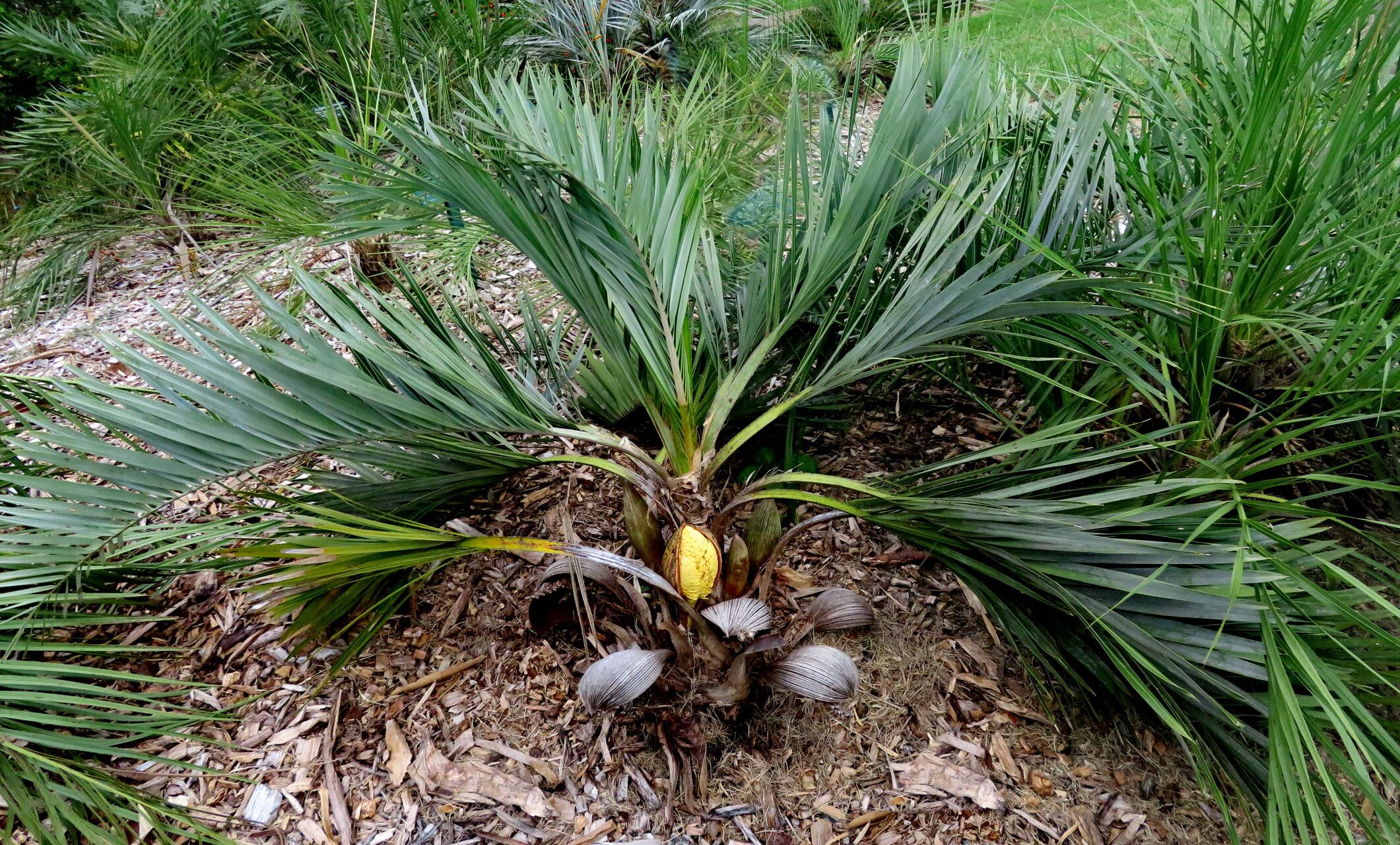Syagrus caerulescens habit