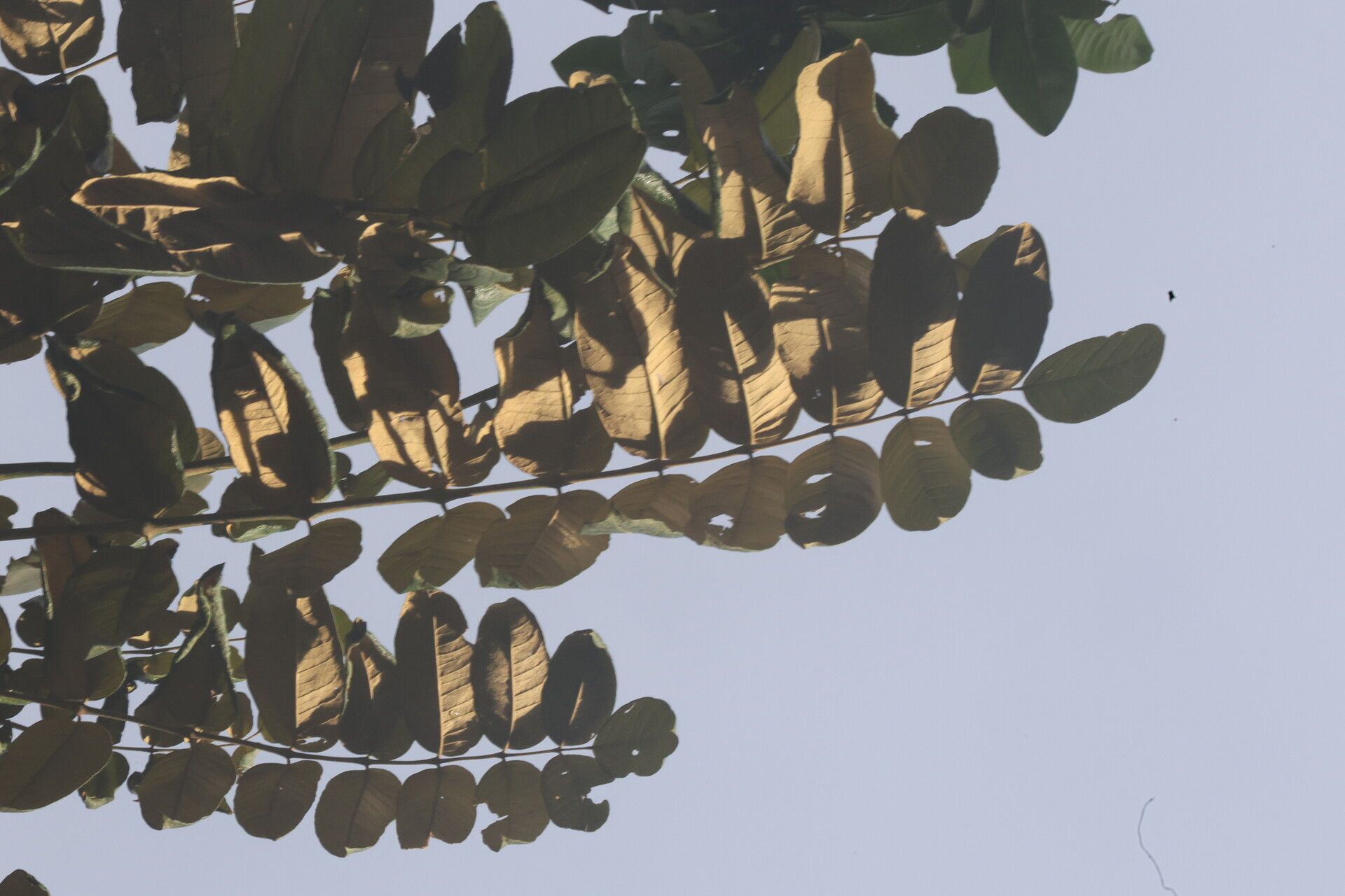 Polyscias fulva — search result for 'Polyscias'