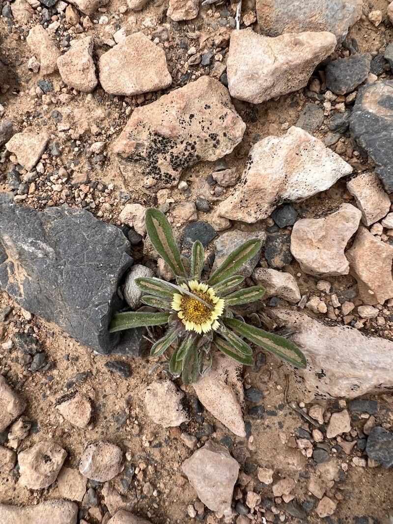 Pallenis hierochuntica flower