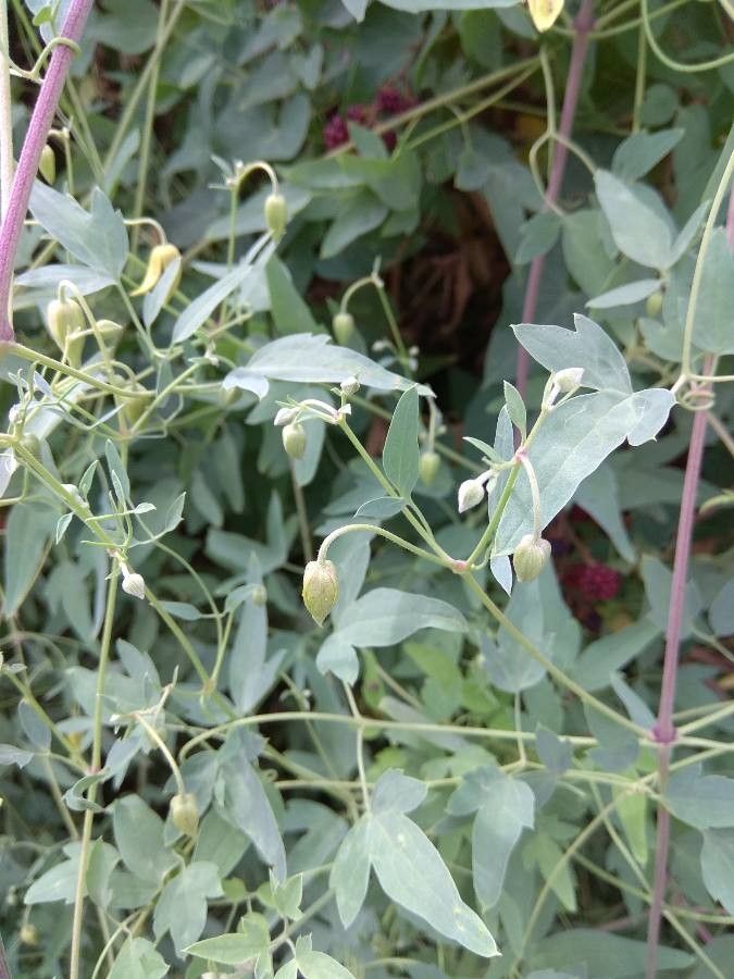 Clematis glauca other