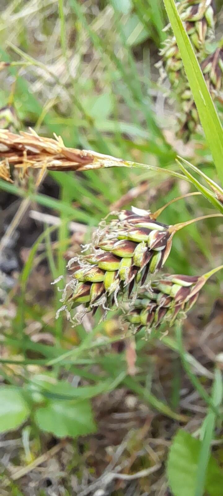 Carex magellanica flower