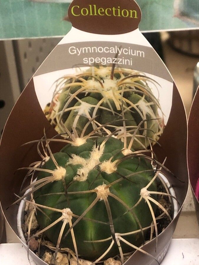 Gymnocalycium spegazzinii leaf
