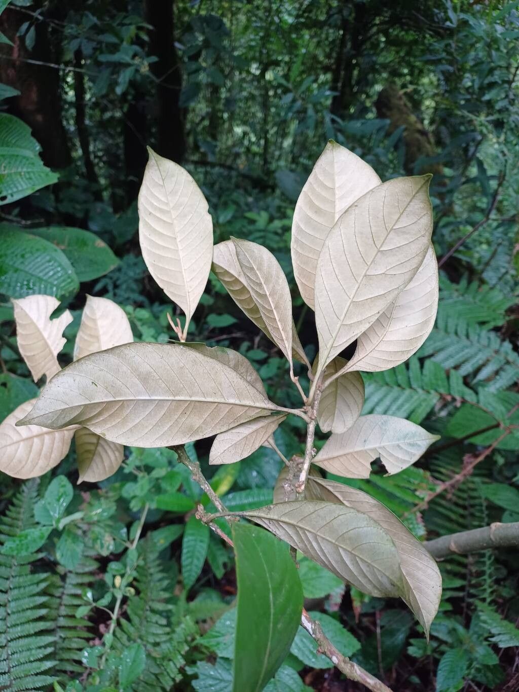 Pouteria austin-smithii — houseplant care guide