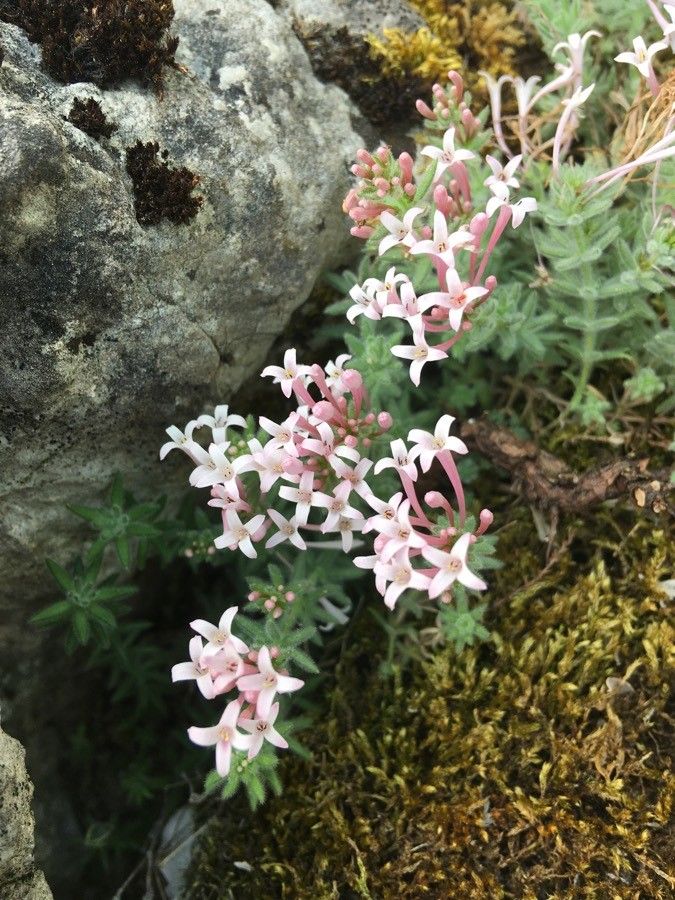 Asperula arcadiensis — related species from the same genus
