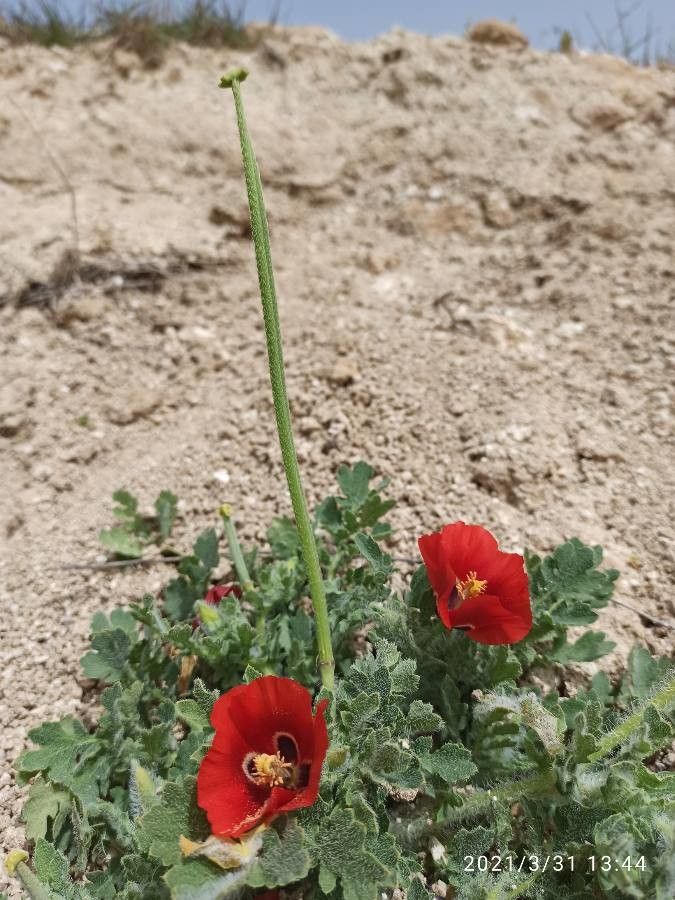 Glaucium corniculatum fruit