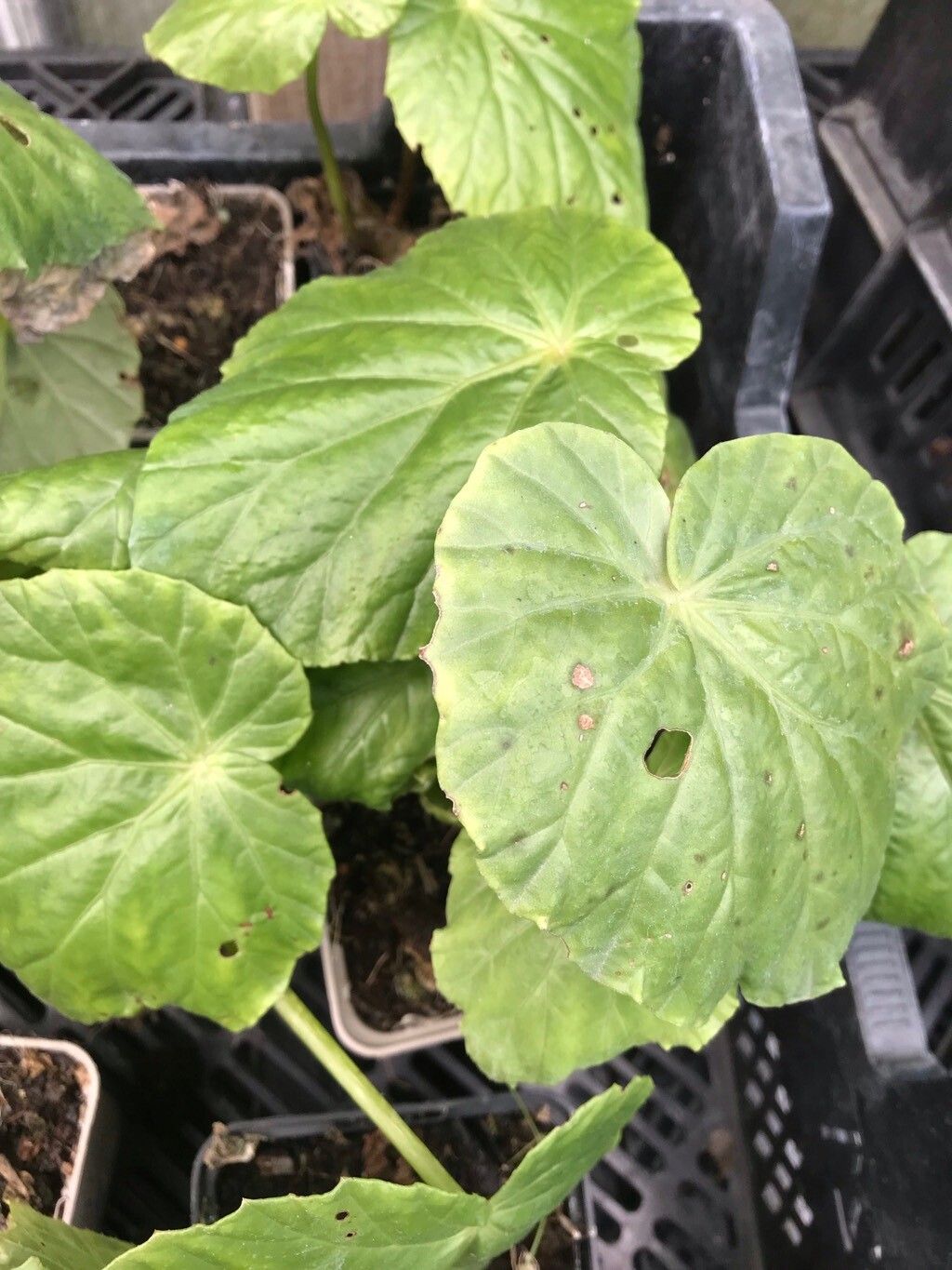 Begonia ravenii — houseplant care guide