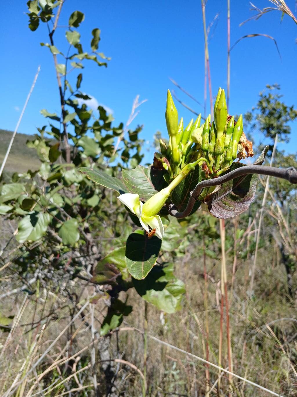Mandevilla antennacea flower