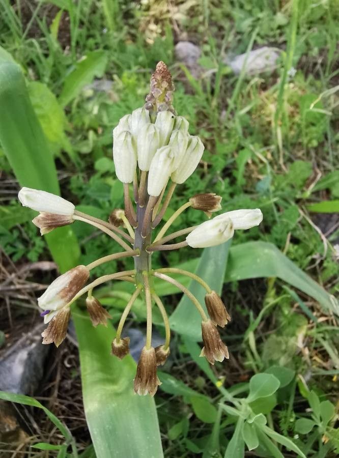 Bellevalia ciliata flower