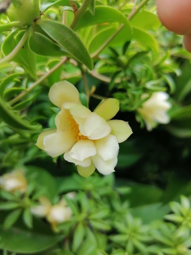 Pereskia aculeata flower