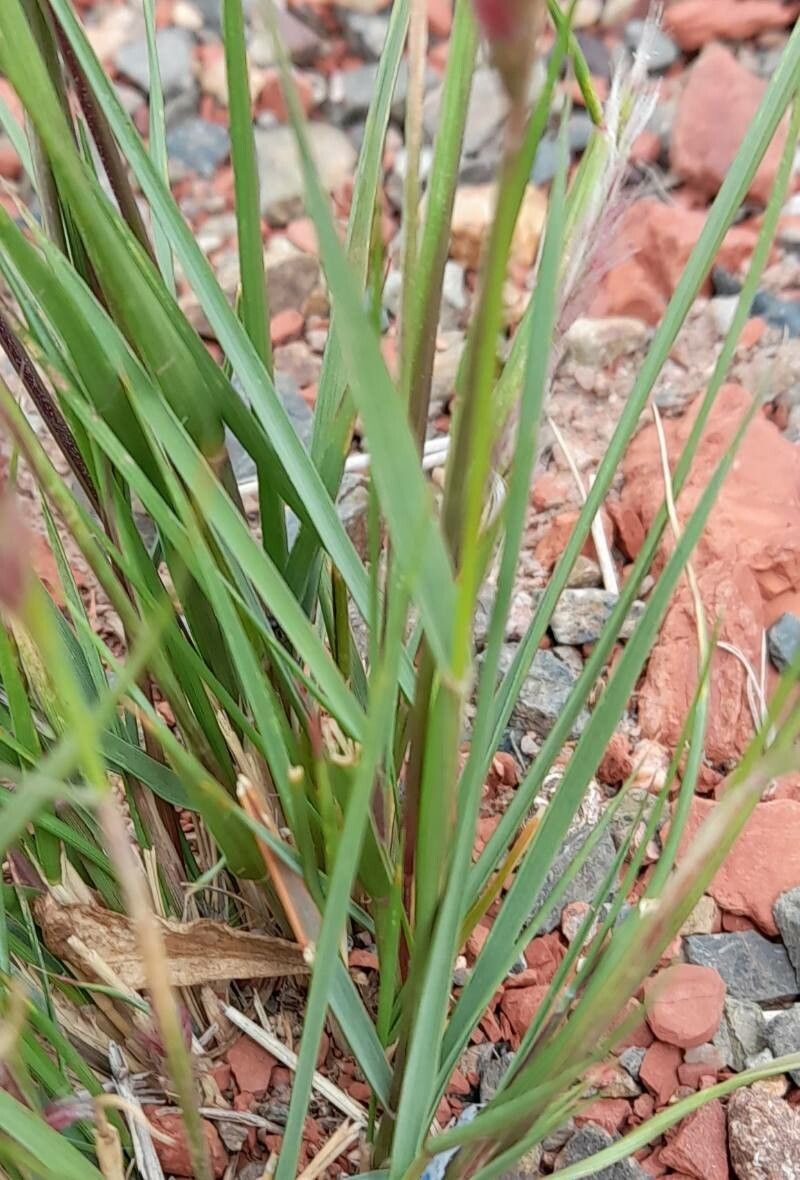 Pappophorum caespitosum — related species from the same genus