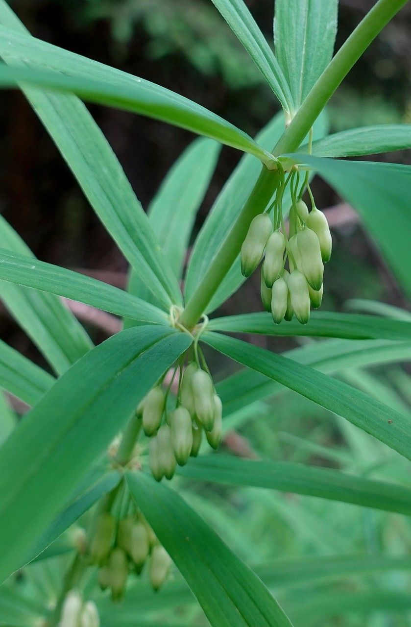 Polygonatum verticillatum flower