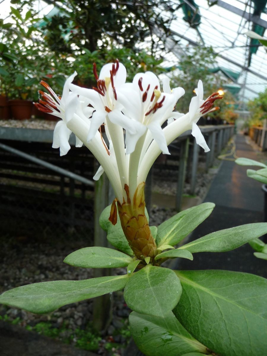 Rhododendron carringtoniae flower