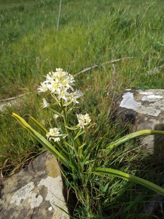 Toxicoscordion fremontii habit