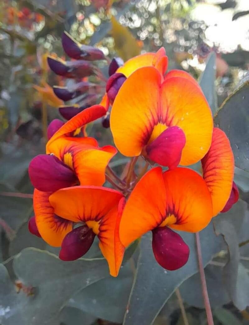 Daviesia cordata flower